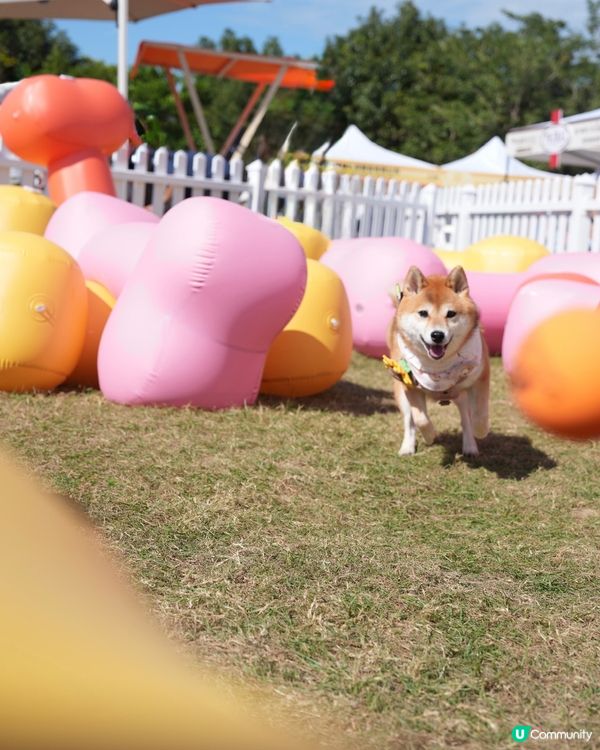 為左巨大波波池而去💕