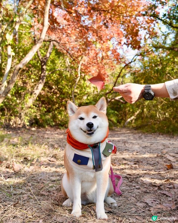 🍁本地賞楓好去處🍁 