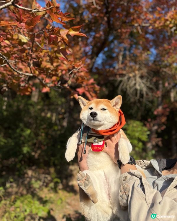 🍁本地賞楓好去處🍁 