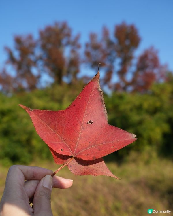🍁本地賞楓好去處🍁 