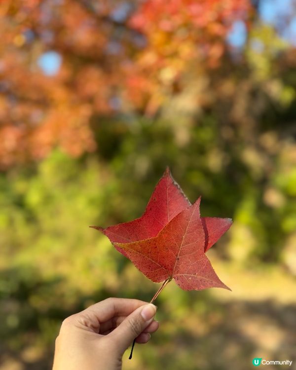 🍁本地賞楓好去處🍁 
