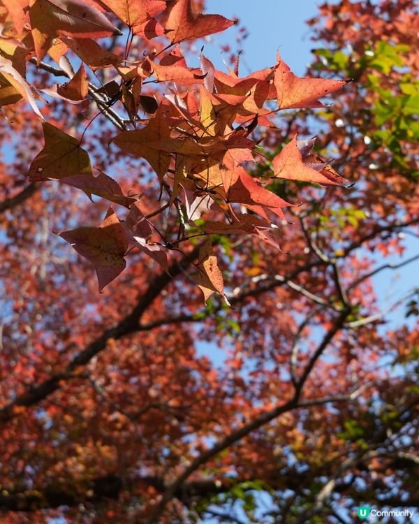 🍁本地賞楓好去處🍁 