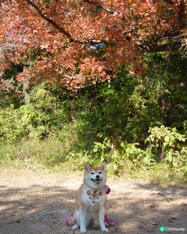 🍁本地賞楓好去處🍁 