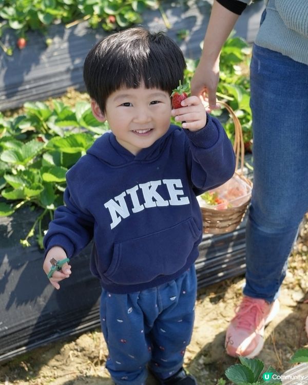 假日摘士多啤梨餵羊羊🍓☀️好開心呀！
