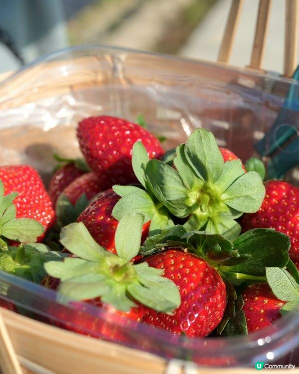假日摘士多啤梨餵羊羊🍓☀️好開心呀！