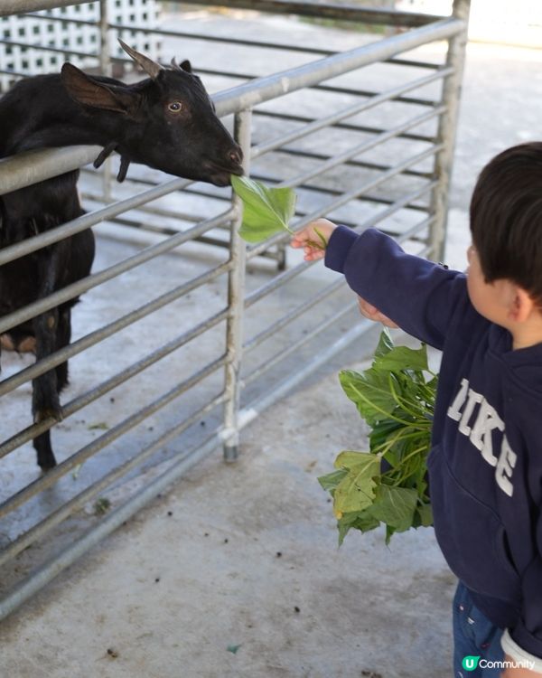 假日摘士多啤梨餵羊羊🍓☀️好開心呀！