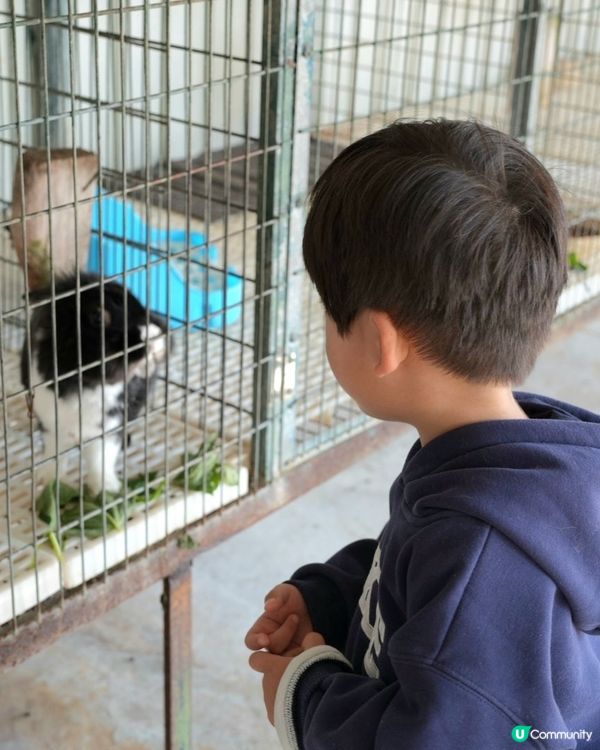 假日摘士多啤梨餵羊羊🍓☀️好開心呀！
