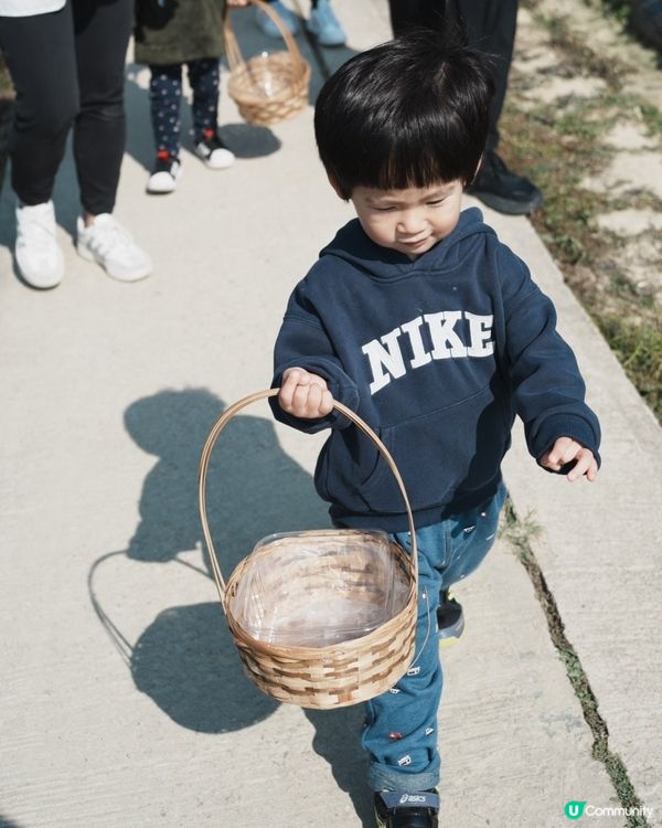 假日摘士多啤梨餵羊羊🍓☀️好開心呀！