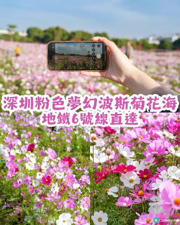深圳地鐵6號線直達波斯菊花海🌸附3大打卡攻略及路線圖