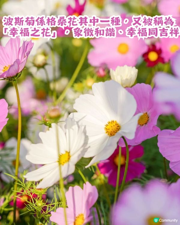 深圳地鐵6號線直達波斯菊花海🌸附3大打卡攻略及路線圖