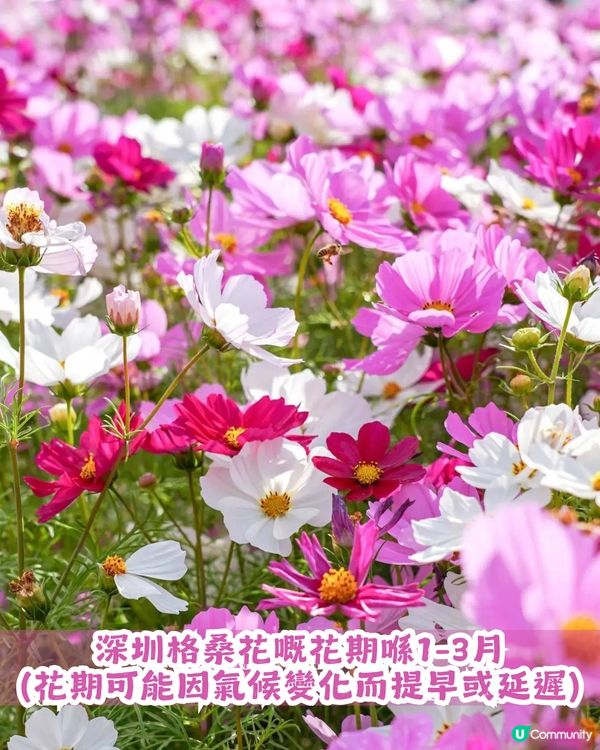 深圳地鐵6號線直達波斯菊花海🌸附3大打卡攻略及路線圖