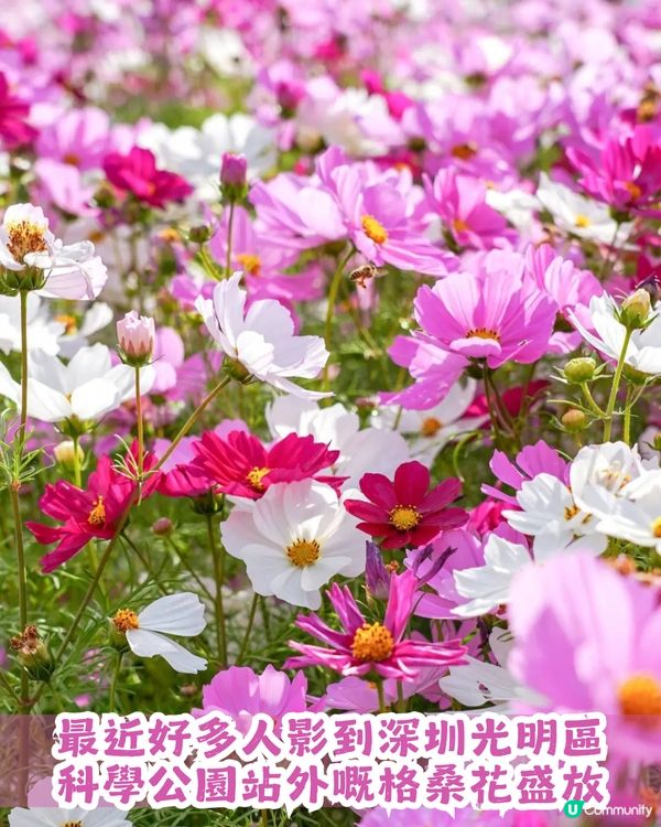 深圳地鐵6號線直達波斯菊花海🌸附3大打卡攻略及路線圖