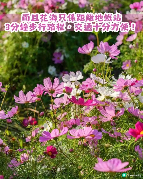深圳地鐵6號線直達波斯菊花海🌸附3大打卡攻略及路線圖