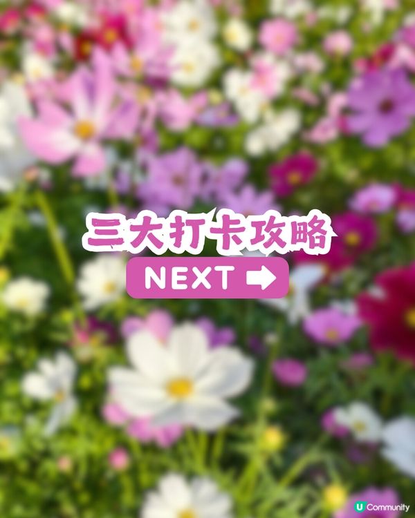 深圳地鐵6號線直達波斯菊花海🌸附3大打卡攻略及路線圖