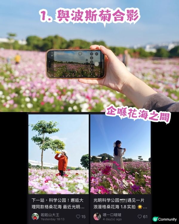 深圳地鐵6號線直達波斯菊花海🌸附3大打卡攻略及路線圖