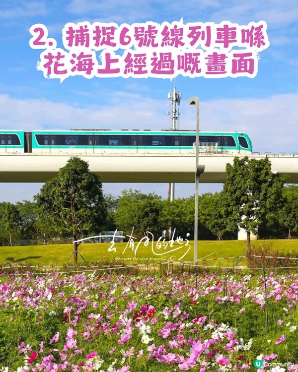 深圳地鐵6號線直達波斯菊花海🌸附3大打卡攻略及路線圖