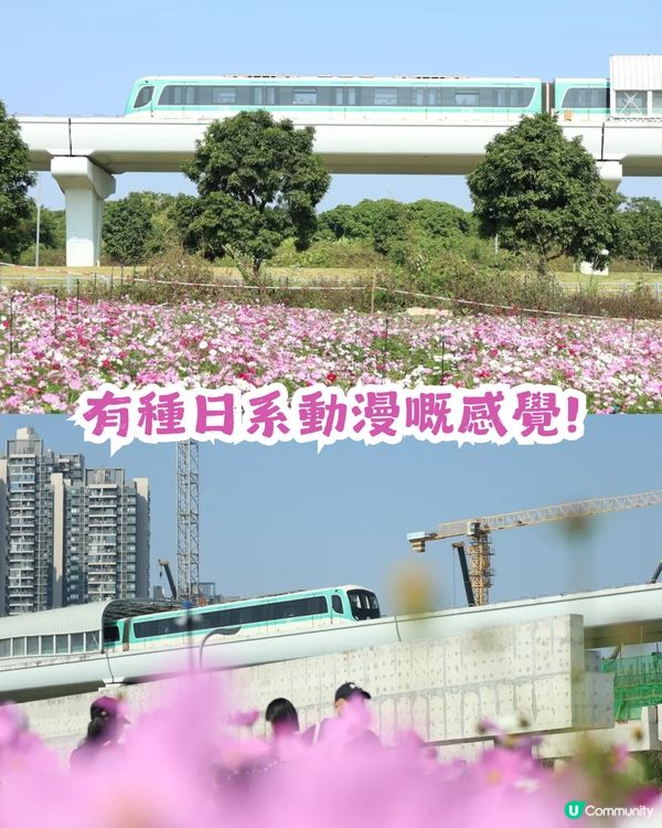 深圳地鐵6號線直達波斯菊花海🌸附3大打卡攻略及路線圖