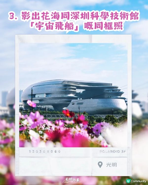 深圳地鐵6號線直達波斯菊花海🌸附3大打卡攻略及路線圖