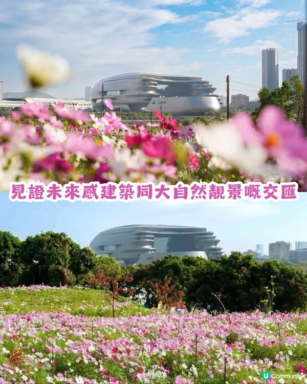 深圳地鐵6號線直達波斯菊花海🌸附3大打卡攻略及路線圖