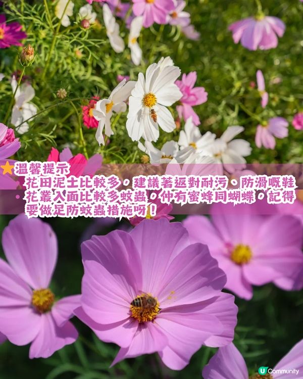 深圳地鐵6號線直達波斯菊花海🌸附3大打卡攻略及路線圖