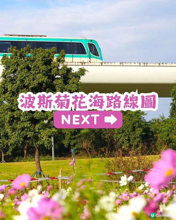 深圳地鐵6號線直達波斯菊花海🌸附3大打卡攻略及路線圖