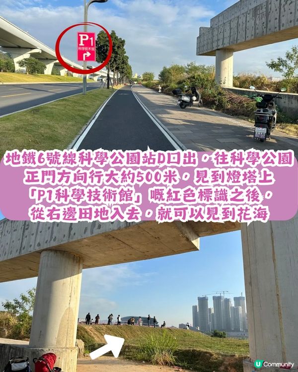 深圳地鐵6號線直達波斯菊花海🌸附3大打卡攻略及路線圖