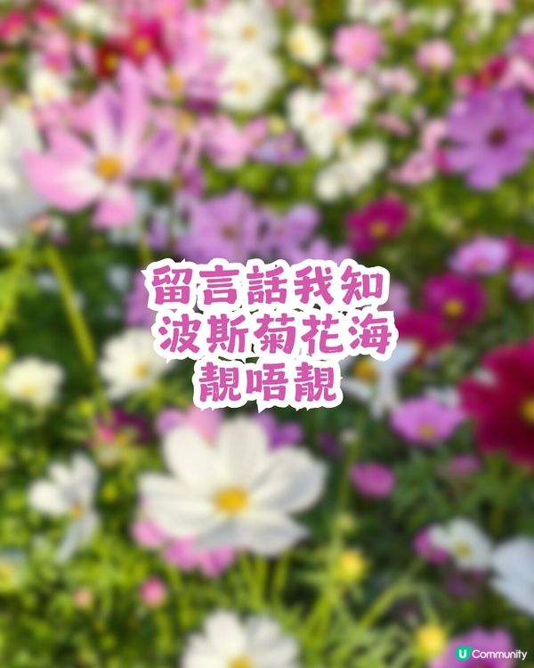 深圳地鐵6號線直達波斯菊花海🌸附3大打卡攻略及路線圖