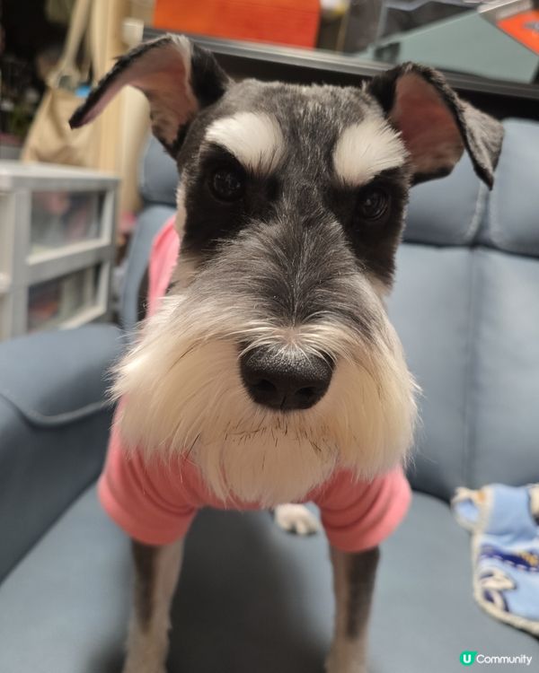 #狗狗日常 #想幫主子做spa