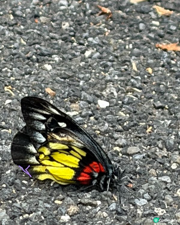【冬季行山】又再有「遊越過高山又越過谷」嘅感覺