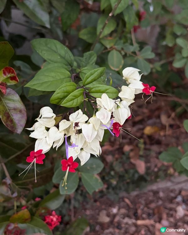 【冬季行山】又再有「遊越過高山又越過谷」嘅感覺