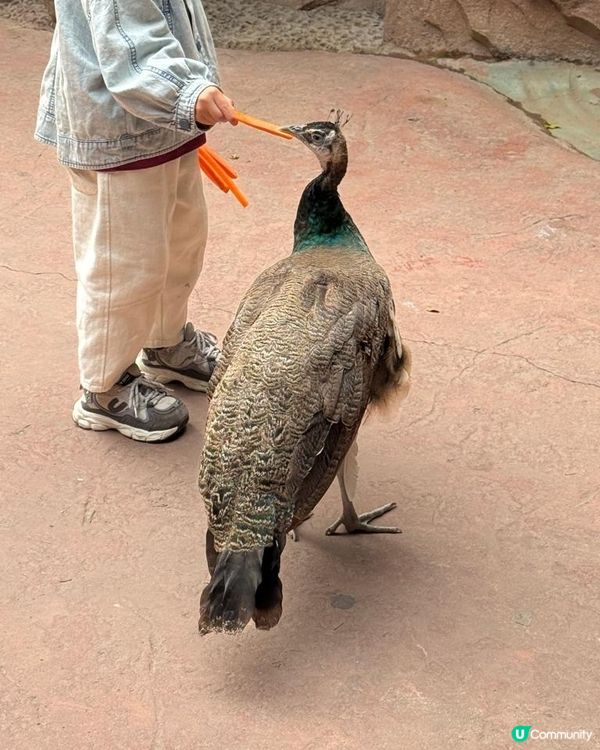 長鹿玩盡一日！🥕👨‍👩‍👧‍👦