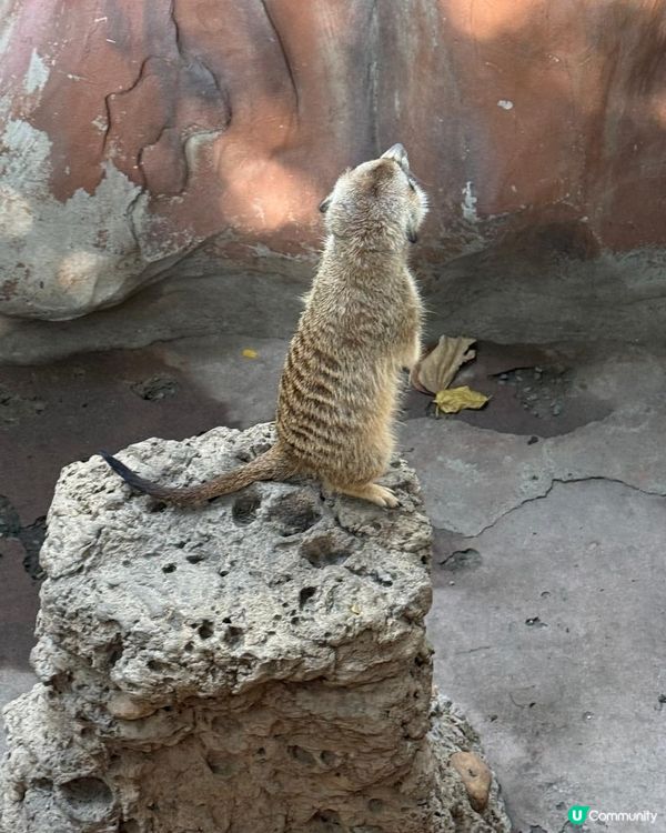 長鹿玩盡一日！🥕👨‍👩‍👧‍👦