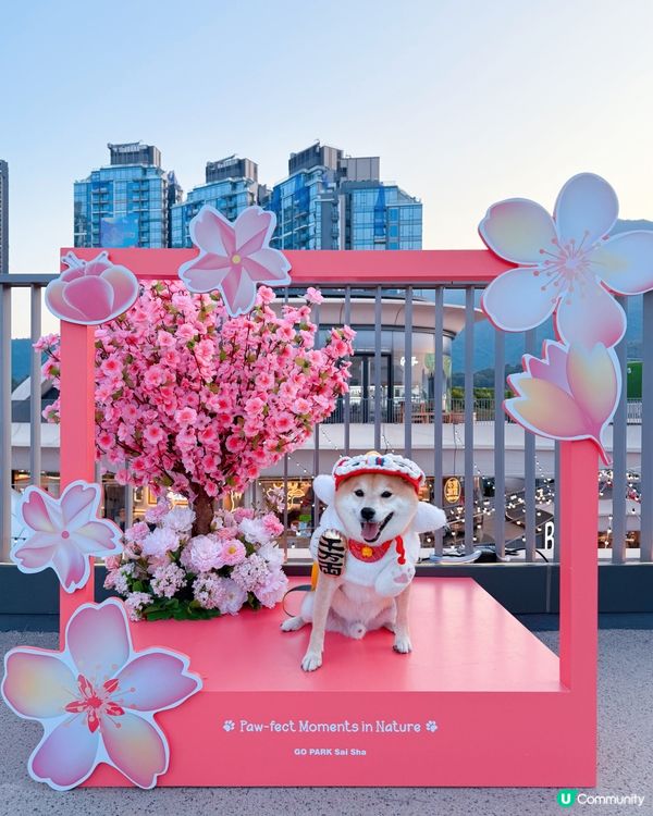 必去😍西沙Go Park🌸新春浪漫打卡位