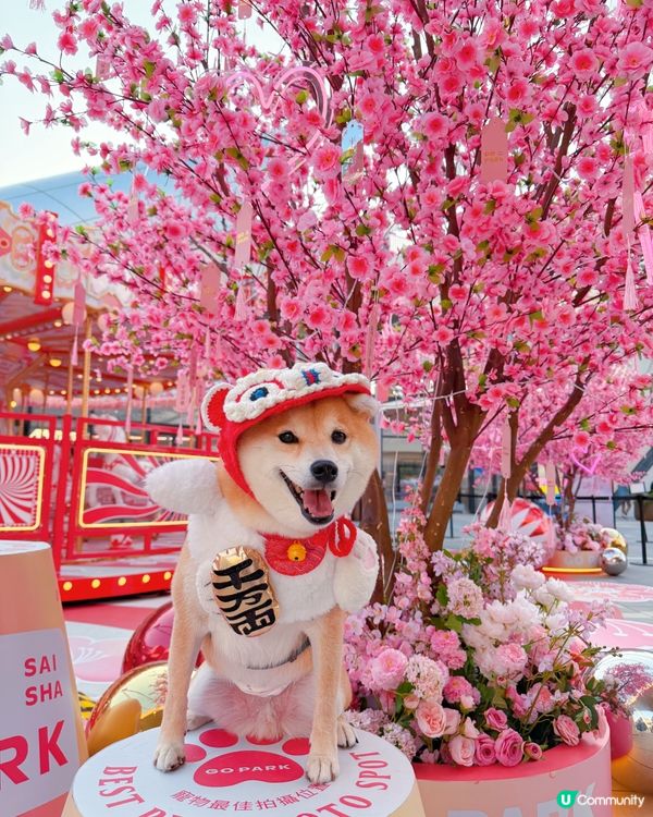 必去😍西沙Go Park🌸新春浪漫打卡位