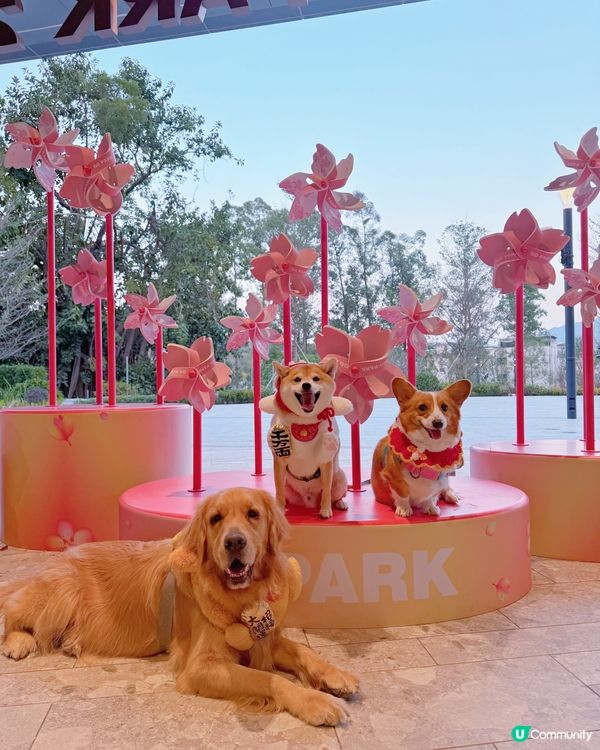 必去😍西沙Go Park🌸新春浪漫打卡位