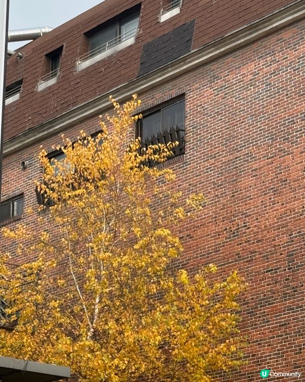 終於知道韓國嘅蛋糕原來咁出色！☕️🍰 