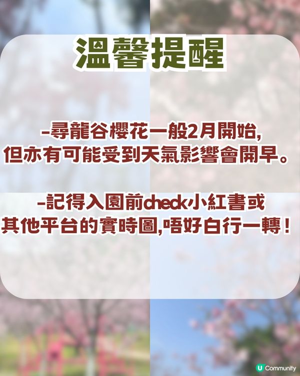 深圳隱藏小長城！山頂日落打卡超靚+2月櫻花展