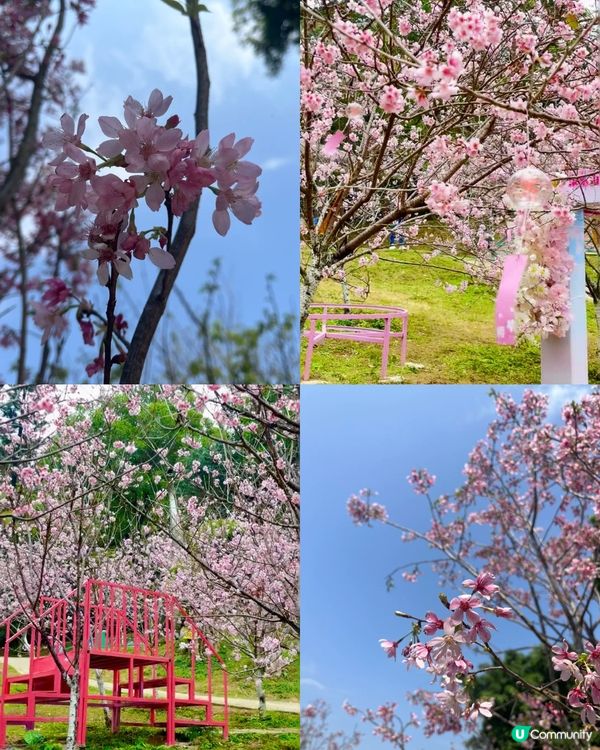 深圳隱藏小長城！山頂日落打卡超靚+2月櫻花展