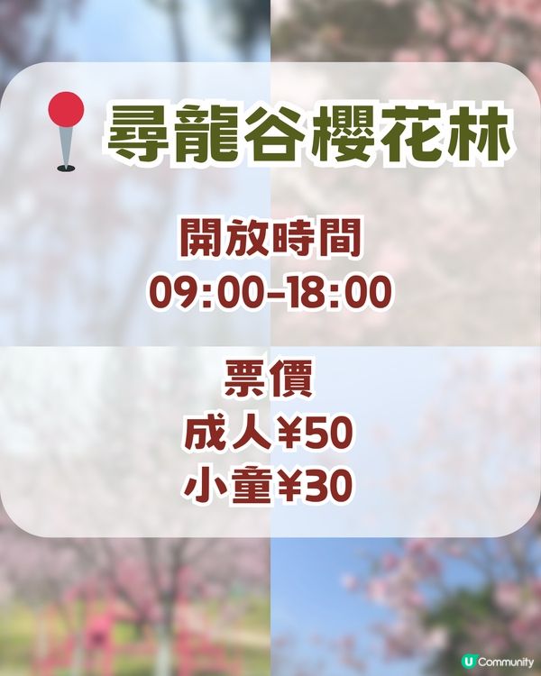 深圳隱藏小長城！山頂日落打卡超靚+2月櫻花展