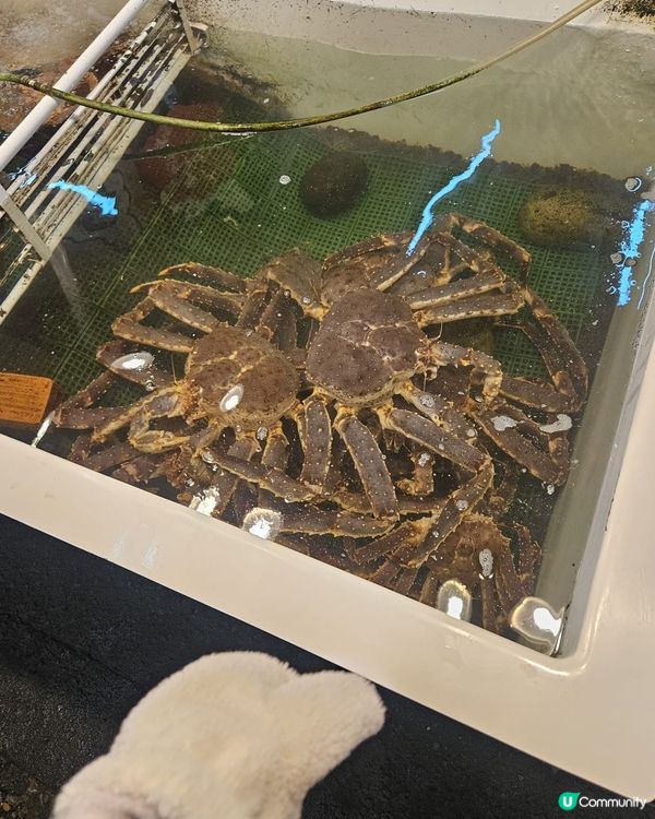 北海道雪蟹🦀平過香港？😋