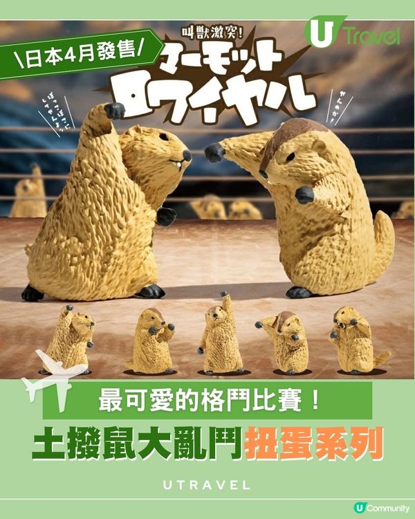 最可愛的格鬥比賽！土撥鼠大亂鬥扭蛋系列
