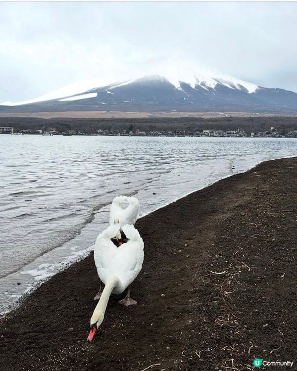 最愛首圖！山中湖非自駕攻略 🗻✨