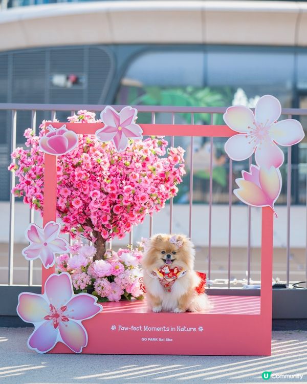 桃花運到！米蘇蘇春日樂園玩到癲！🌸🎠