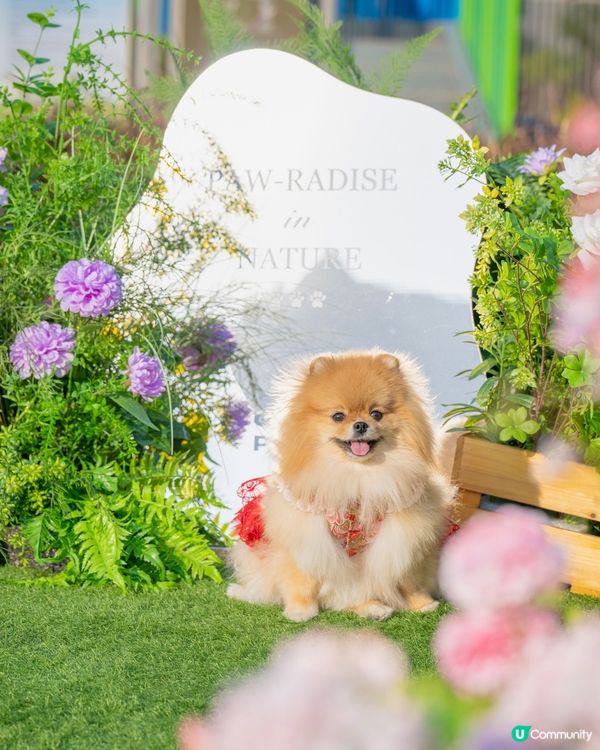 桃花運到！米蘇蘇春日樂園玩到癲！🌸🎠