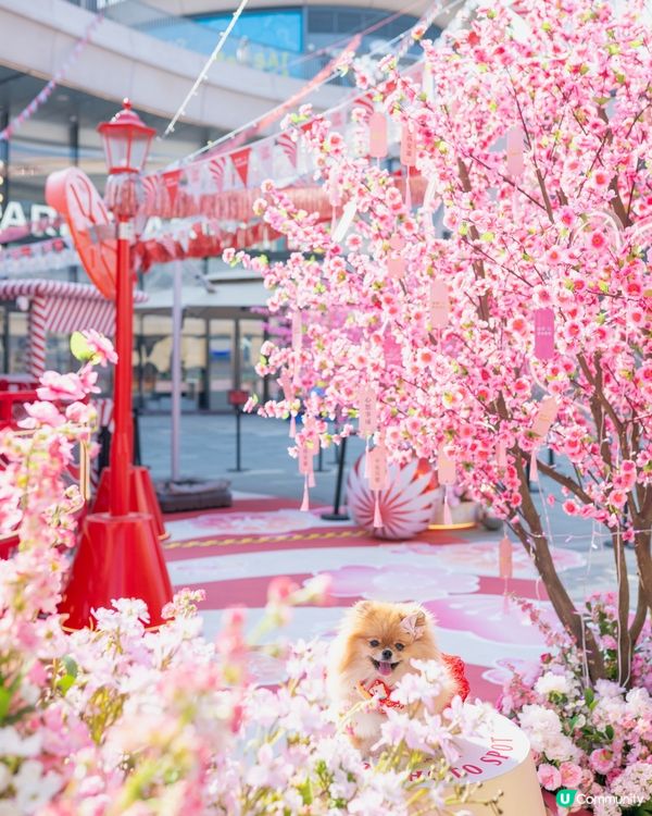 桃花運到！米蘇蘇春日樂園玩到癲！🌸🎠