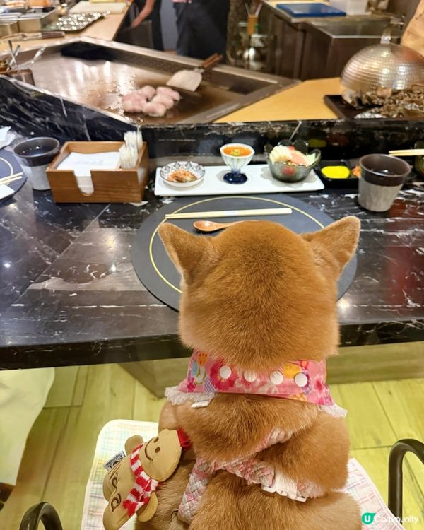/ 帶毛孩食美味鐵板燒 \