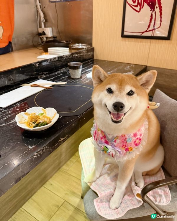 / 帶毛孩食美味鐵板燒 \