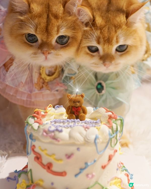 韓系復古蛋糕慶祝貓貓大日子🎉🏡💗