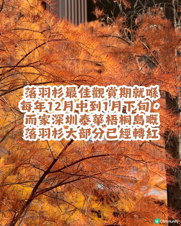 深圳寶安區8.6萬㎡生態園區落羽杉轉紅啦! 附一日遊餐廳+交通攻略