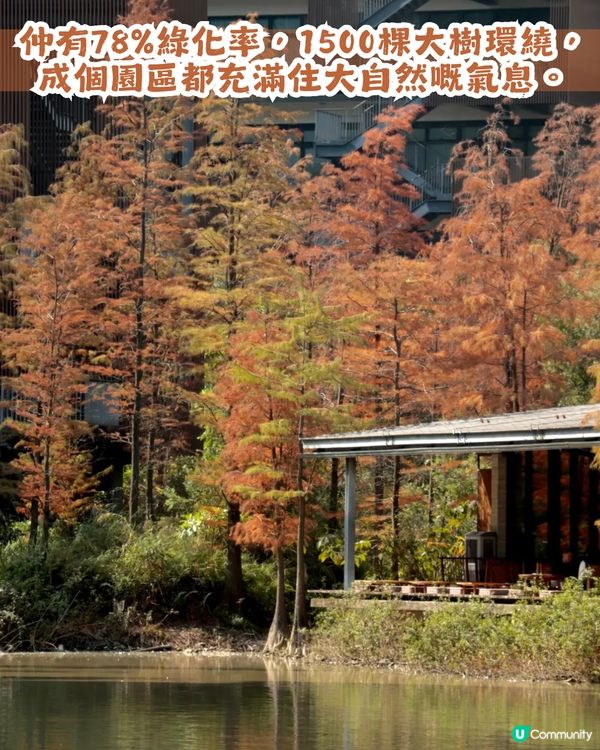 深圳寶安區8.6萬㎡生態園區落羽杉轉紅啦! 附一日遊餐廳+交通攻略